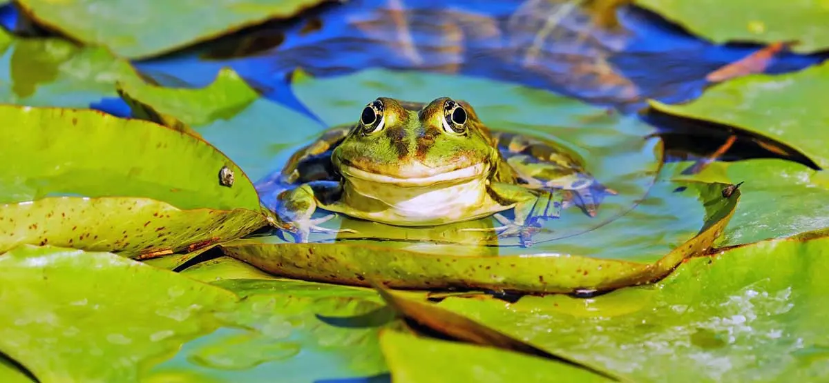 frog floating lilypad