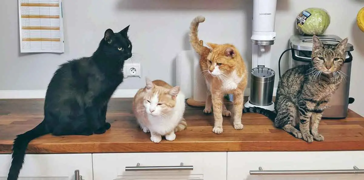 cats in a kitchen