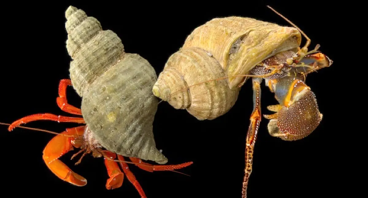 two hermit crabs