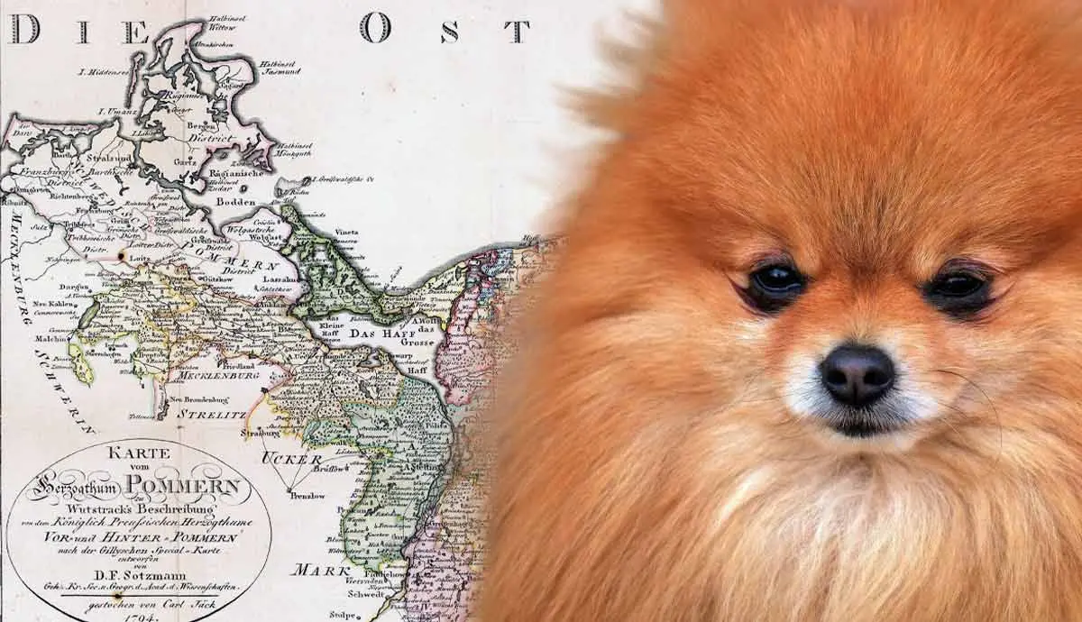 where did the pomeranian breed originate from