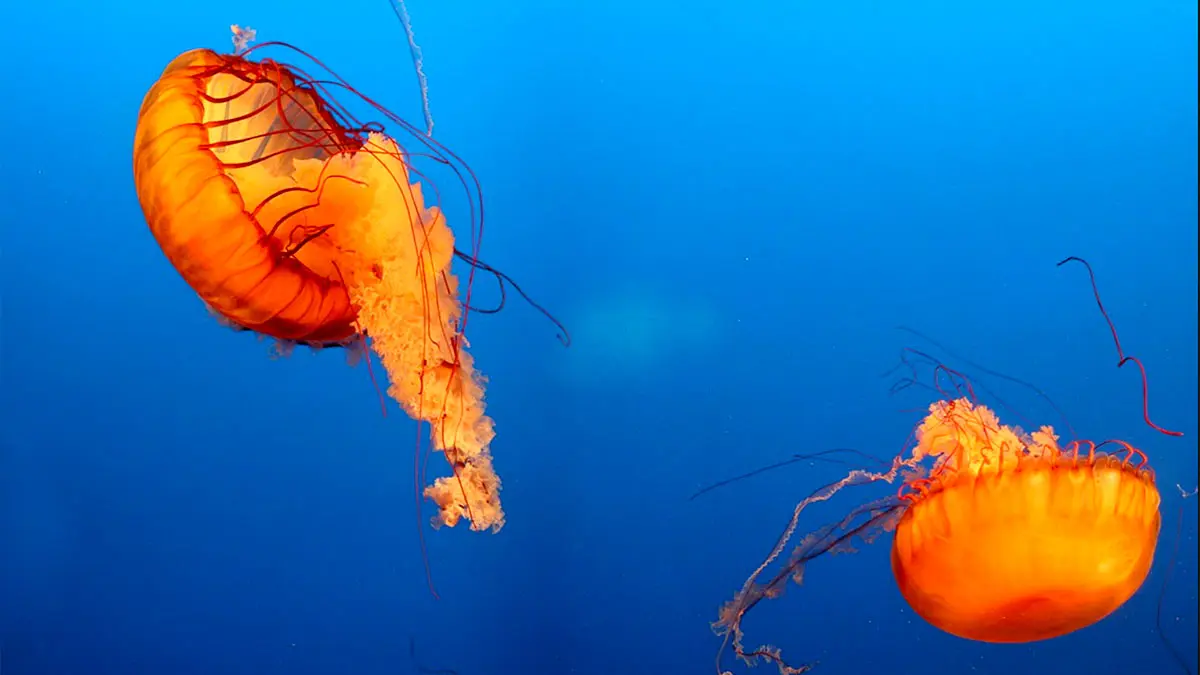 two jellyfish in the ocean