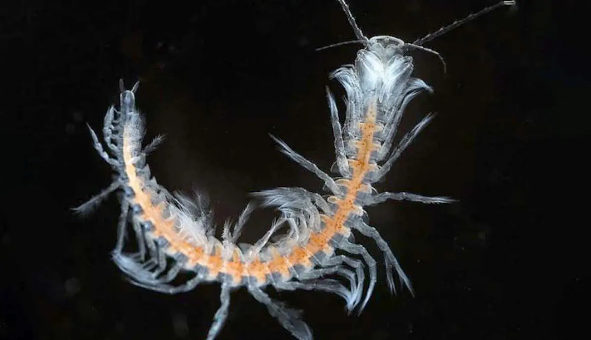 remipede underwater centipede venomous crustacean