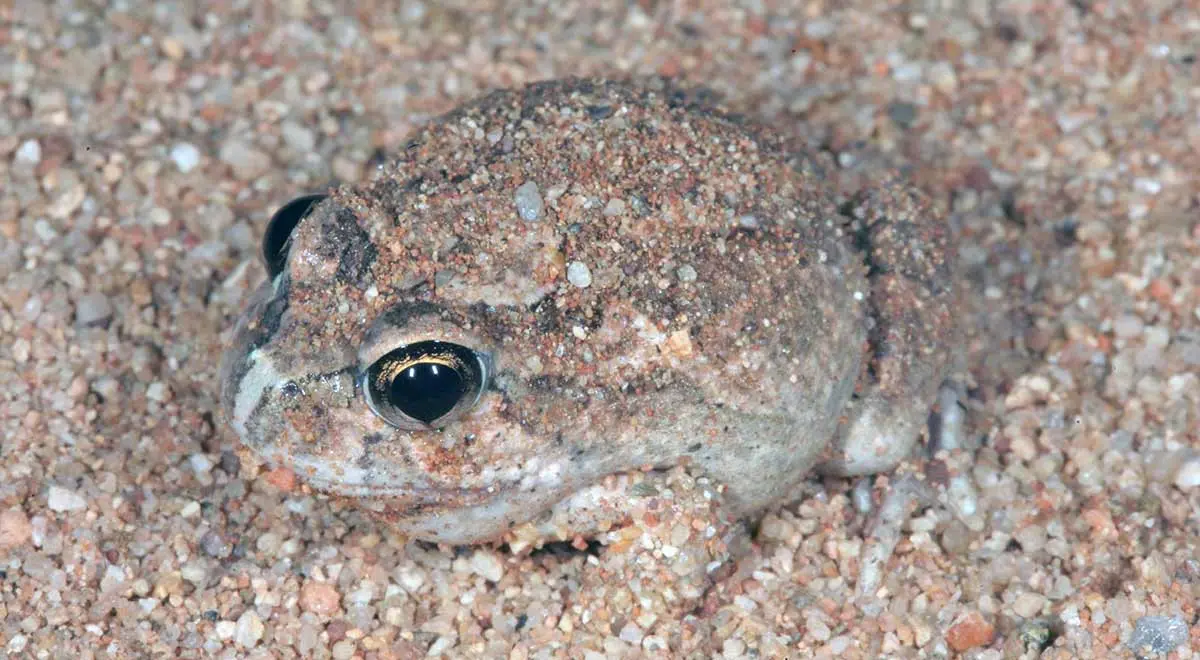 desert burrowing frog