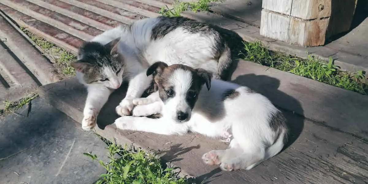 Cat Lying Beside Puppy in Yard