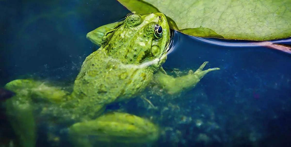 frog lilypad