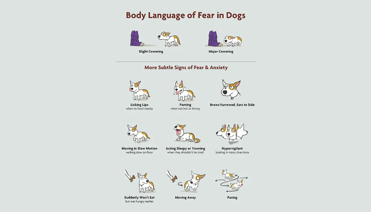 fear in dogs