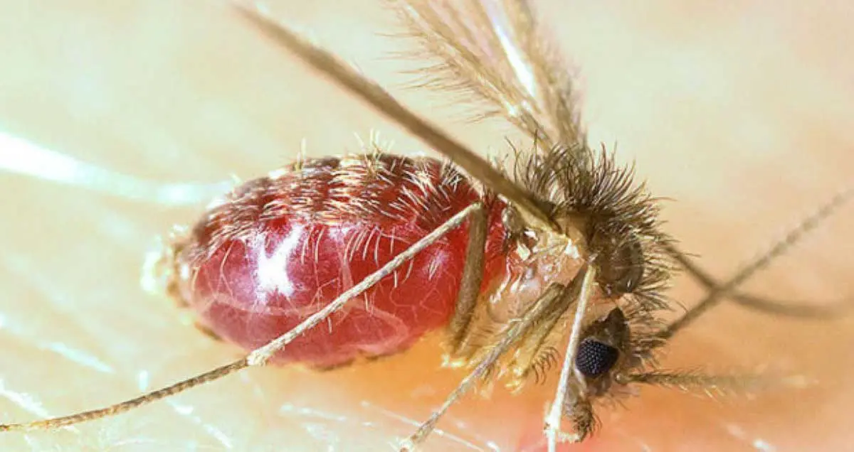sandfly feeding blood leishmaniasis