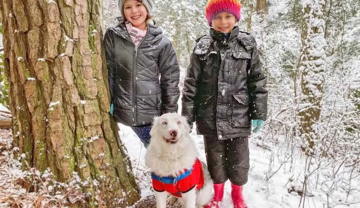 White Double Merle Dog in Snow with 2 Kids
