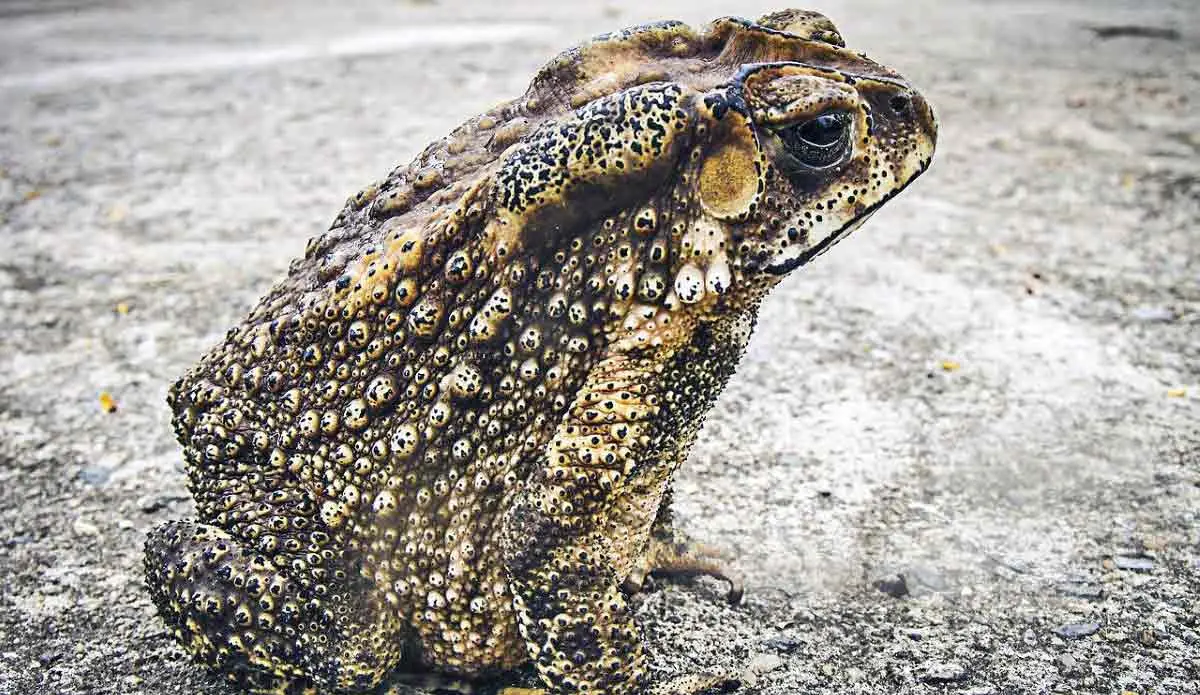 toad bumpy skin