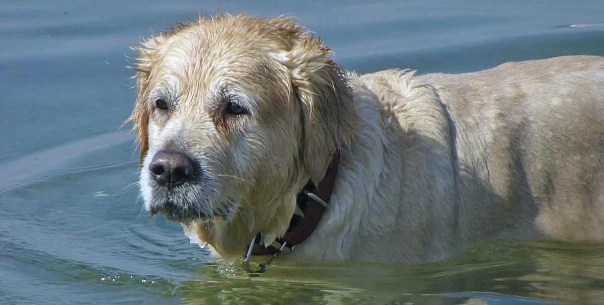 swimming dog in lake