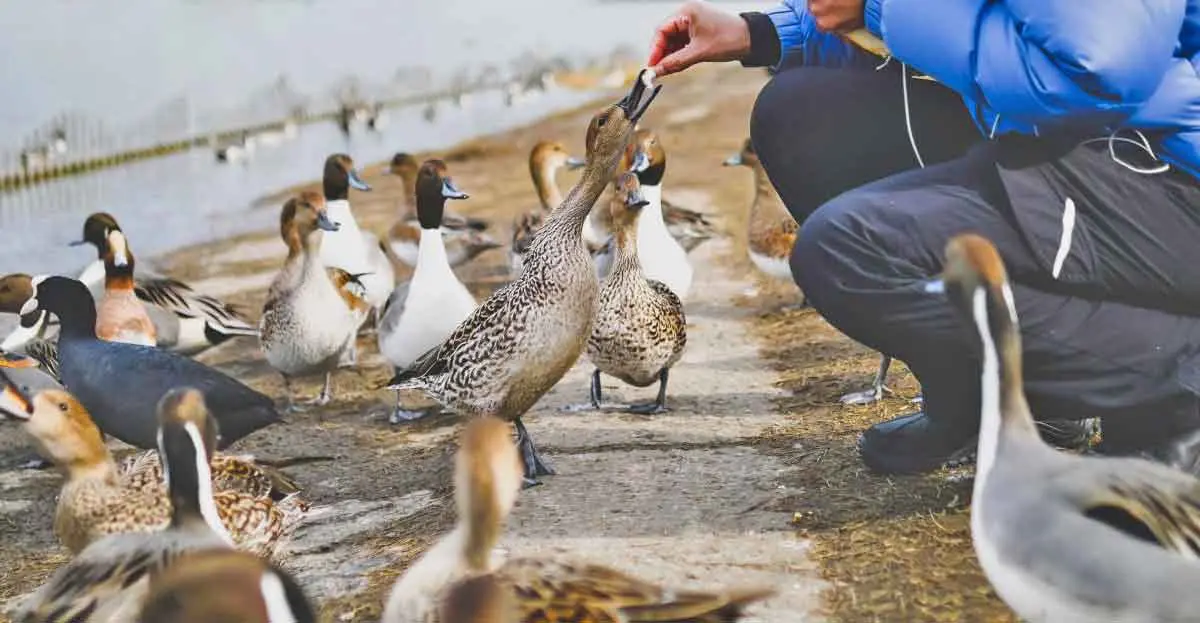 man feeding ducks
