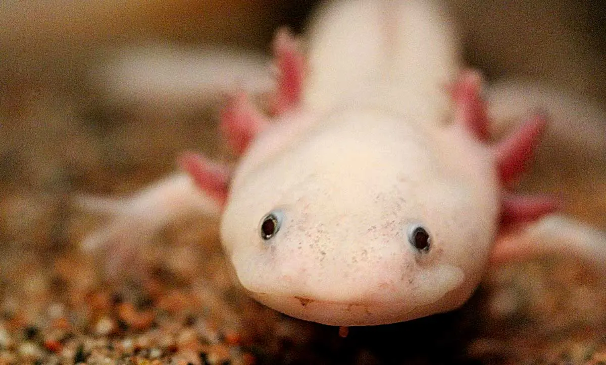 axolotl up close in tank