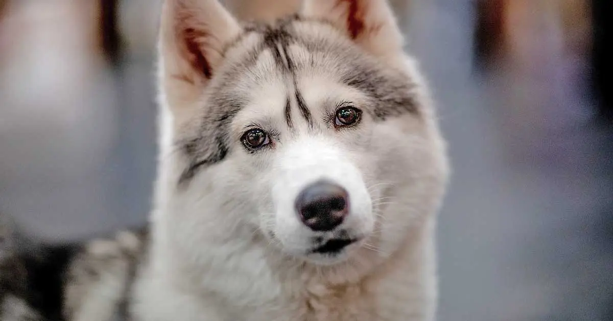 husky looking at the camera