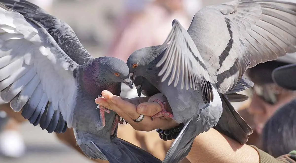 two pigeons sitting on a hand