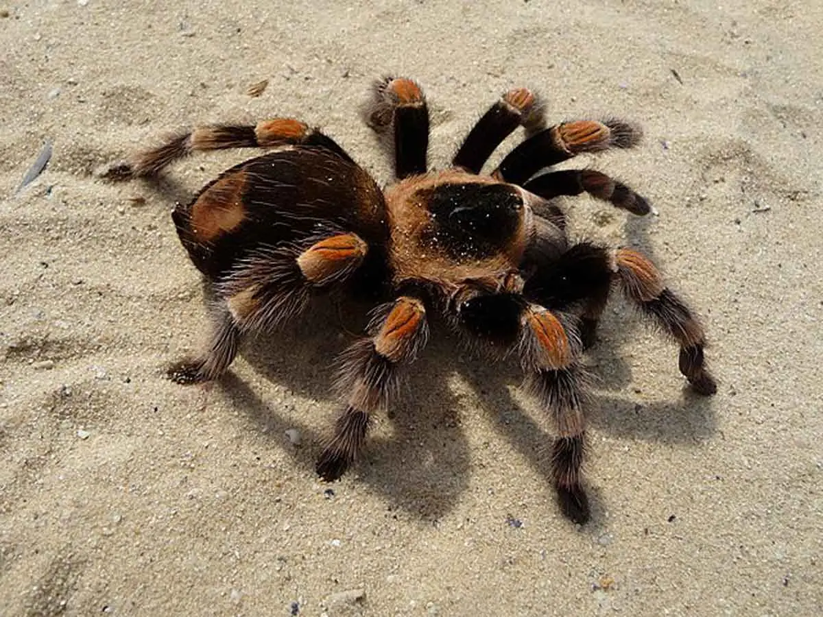 tarantula spider in the sand