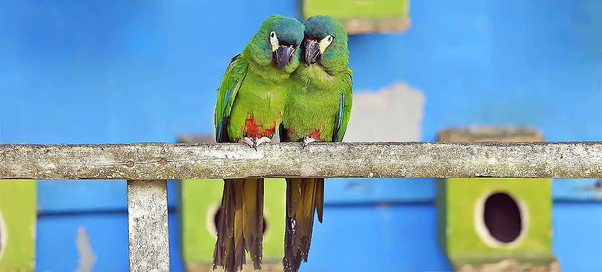 two green parrots sitting together
