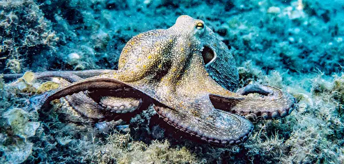 octopus ocean floor