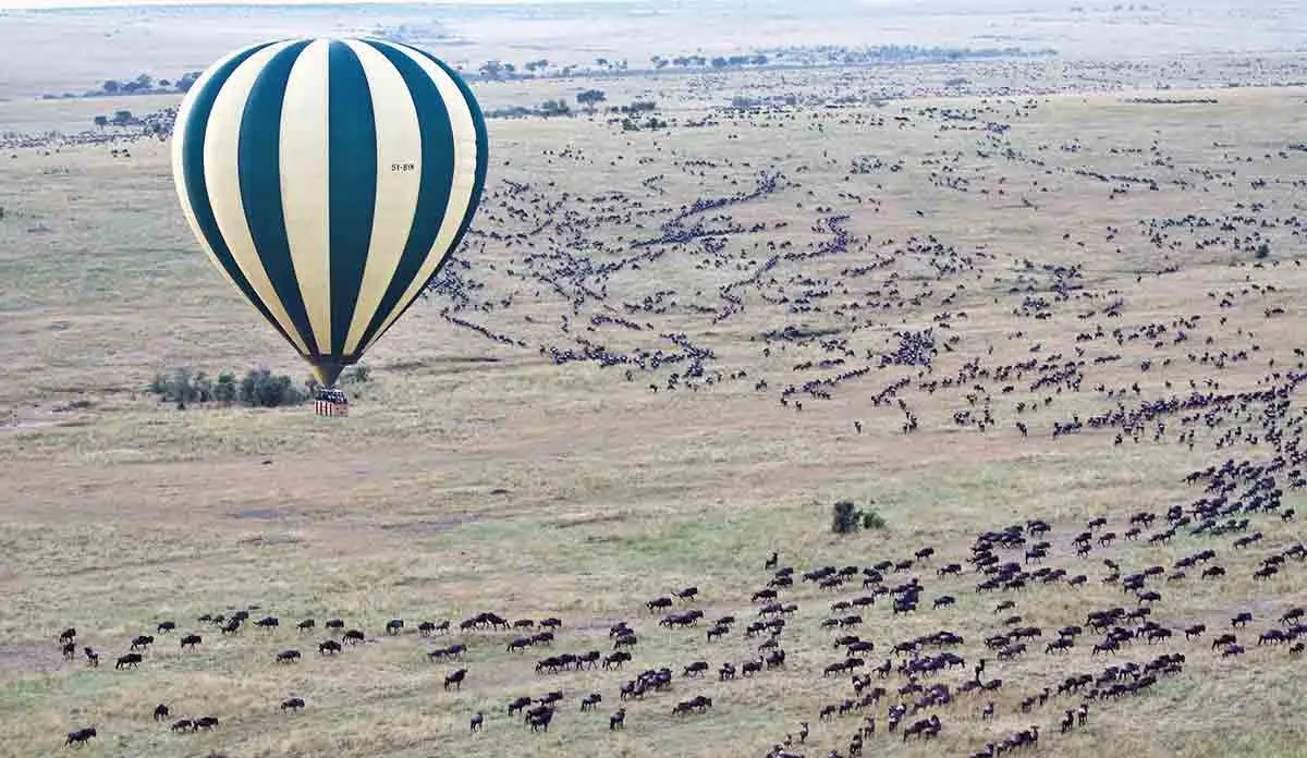 wildebeest serengeti great migration africa