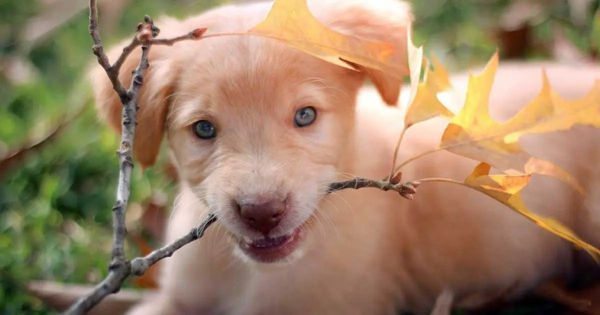 labrado puppy chewing leaf