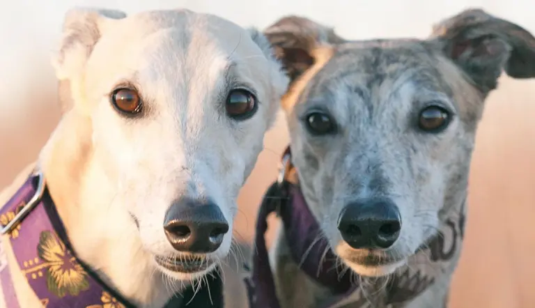 adopting an ex greyhound racer what to know