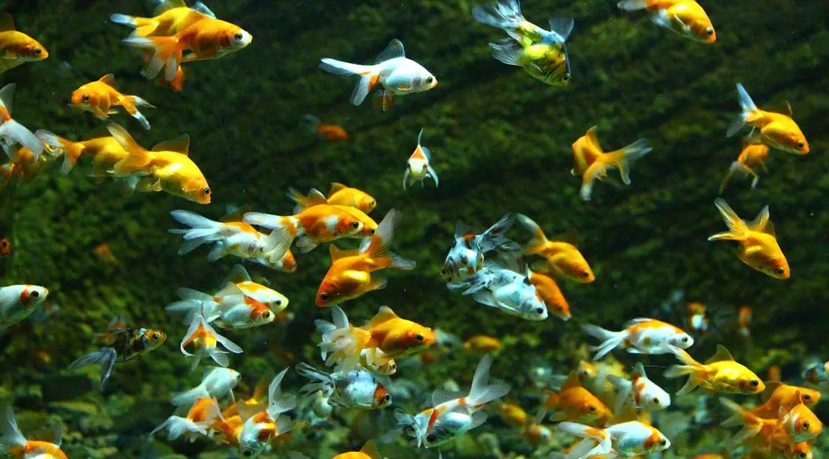 goldfish in freshwater aquarium