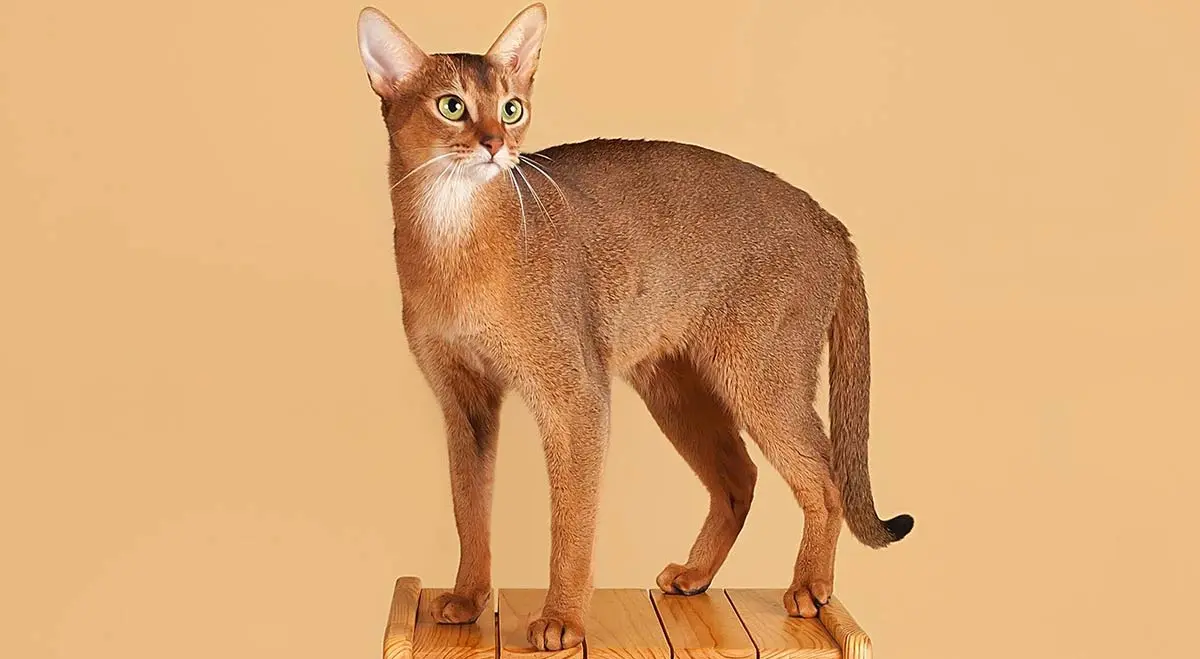 abyssinian exotic cat breed