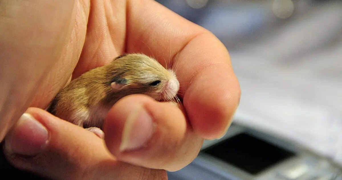 baby roborovski hamster