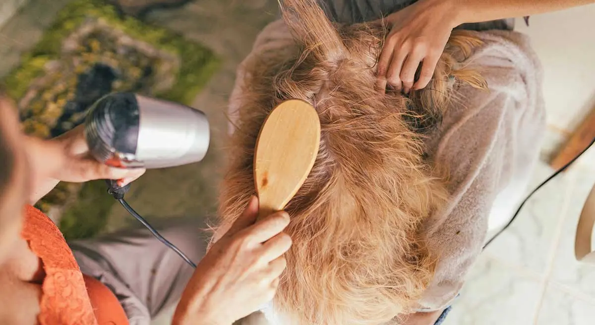 long coated dog being groomed and dried off