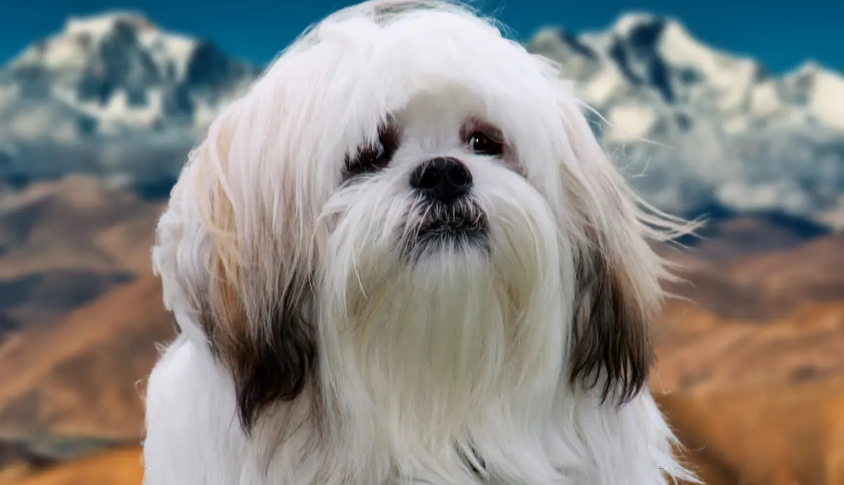 the lhasa apso facts about tibets favorite lapdog