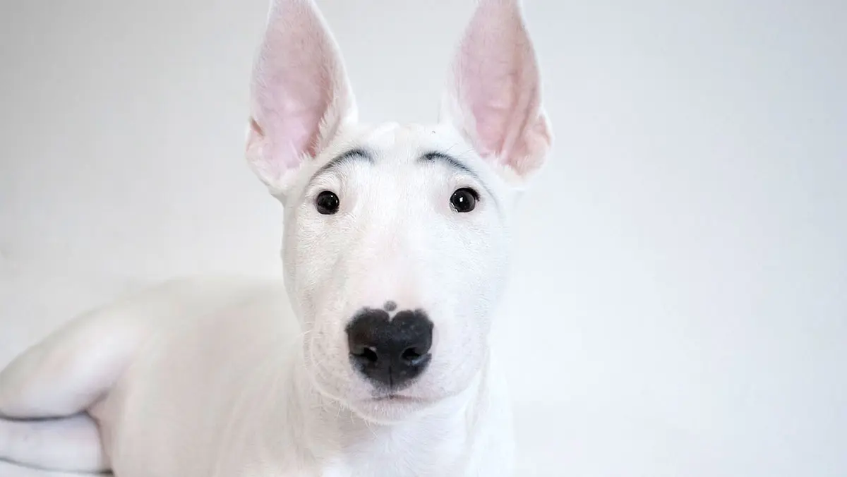white bull terrier with eyebrows