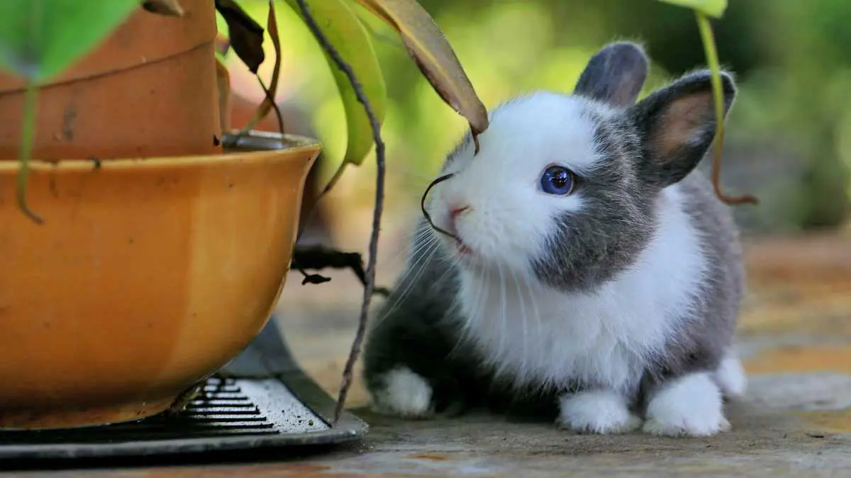 Pet Rabbit Sitting Beside Potted Plant