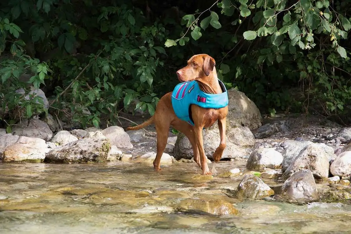 dog by water in lifejacket