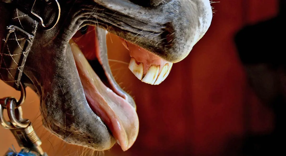 horse yawning close up