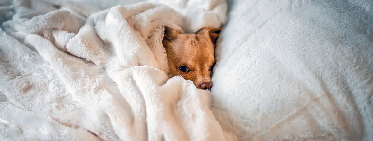 brown chihuahua snuggled in bed