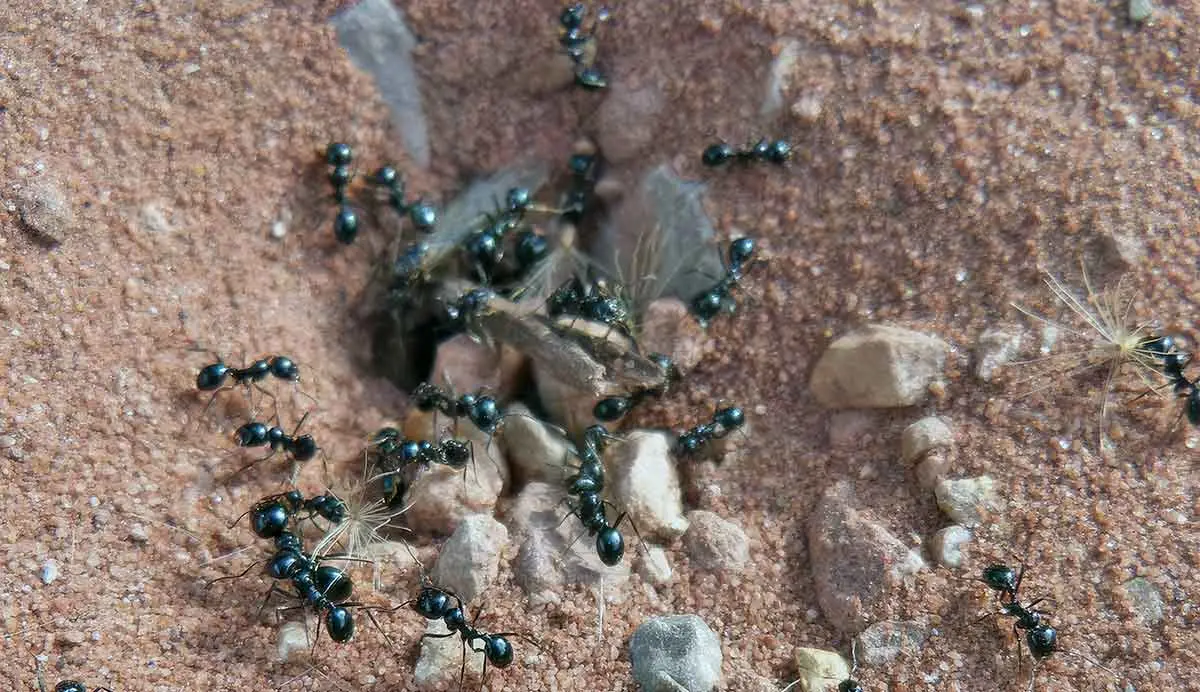 ants nest