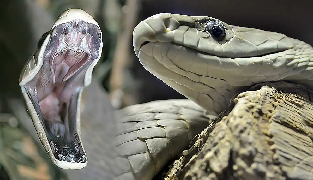 why the black mamba is most venomous snake