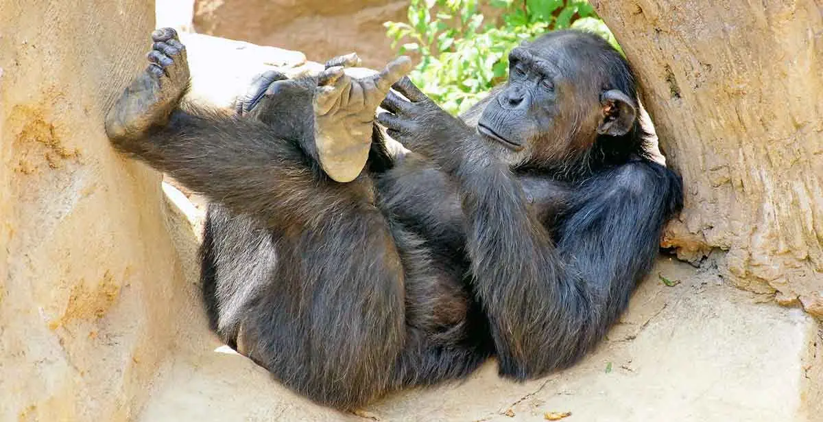chimpanzee chimp rocks