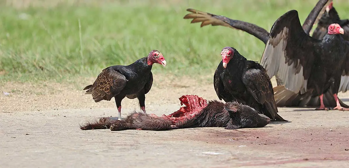 a commission of vultures eating