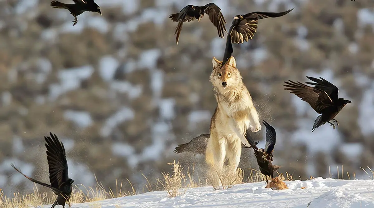 wolf chasing ravens