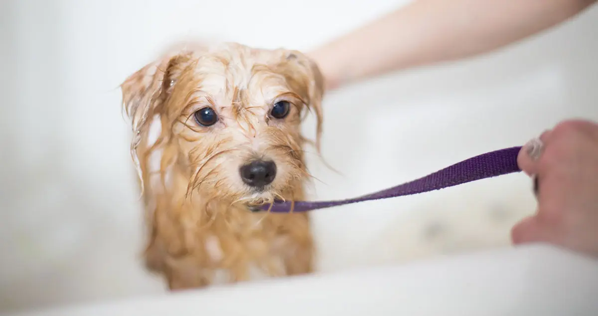 long coated small dog being washed