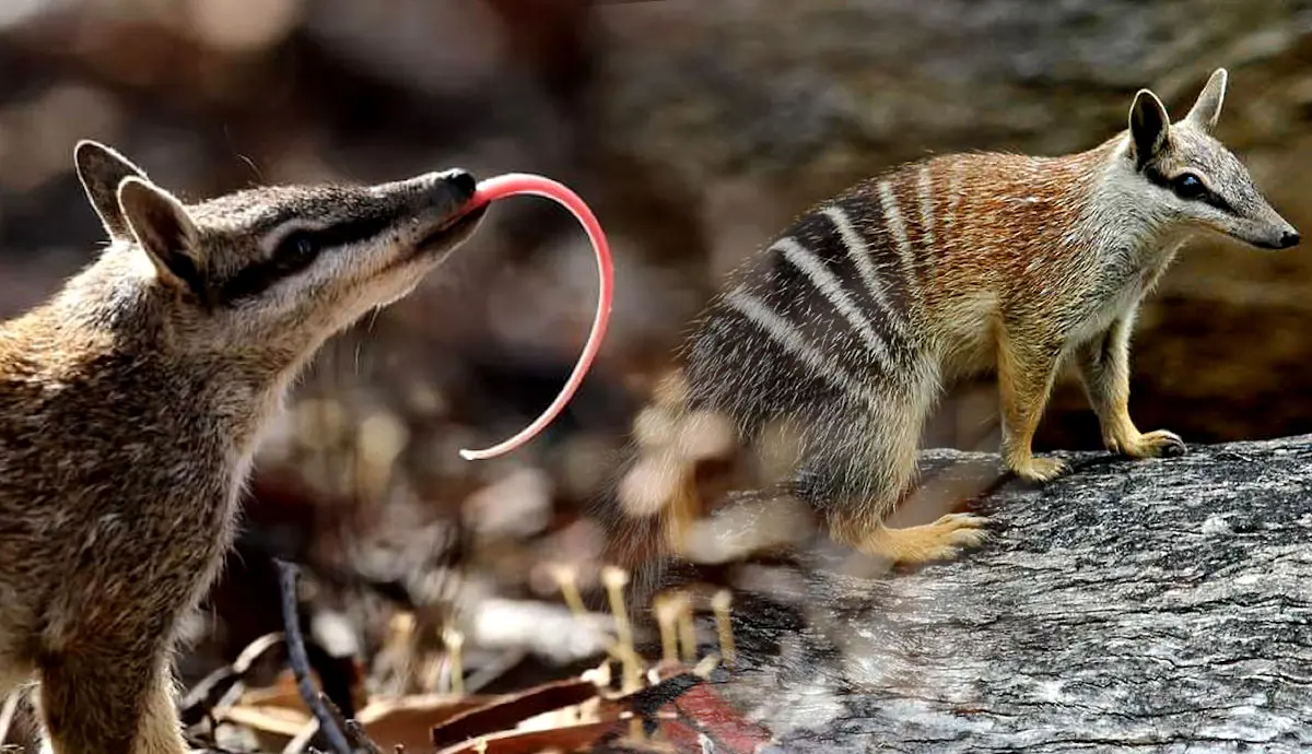 amazing facts about numbat