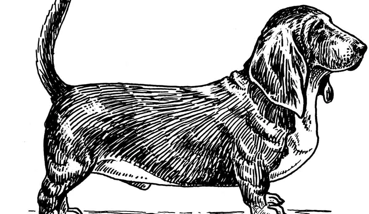 another basset hound sketch