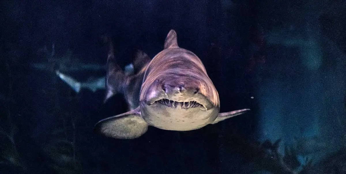gray shark swimming close up