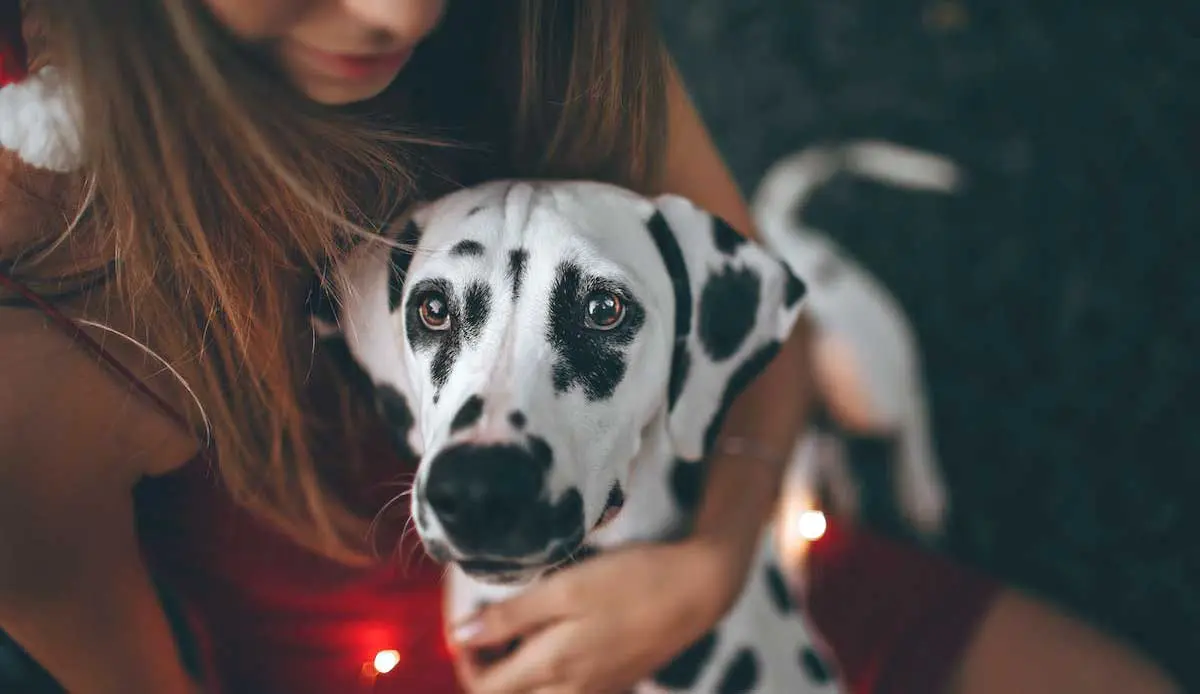Woman Holding Adult Dalmatian Dog