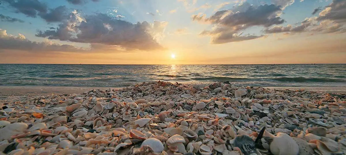 seashell sunset