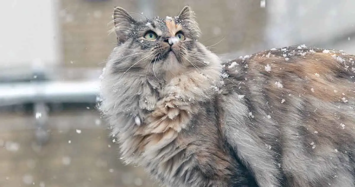 norwegian forest cat in snow