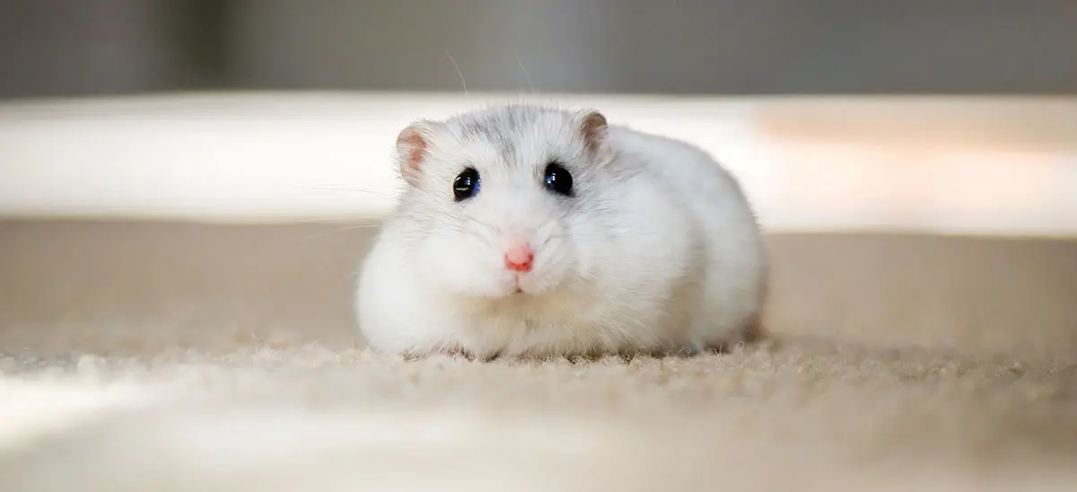 winter white hamster staring