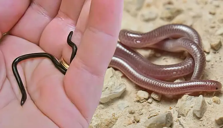 smallest snakes in the world