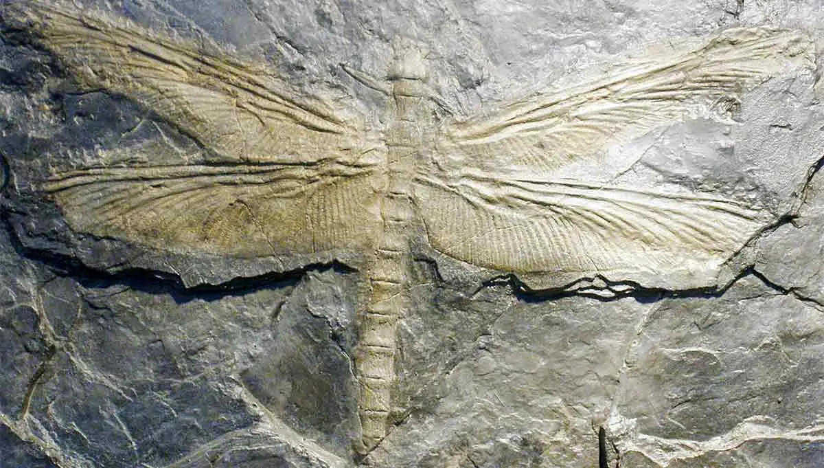fossil of a giant prehistoric dragonfly