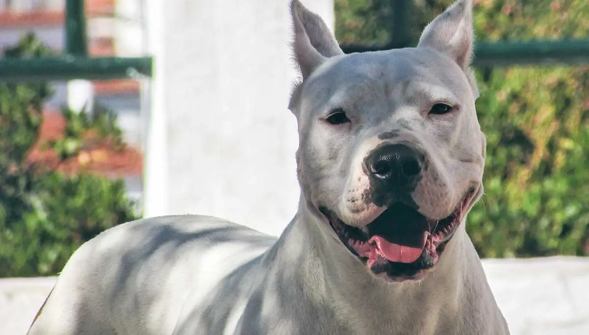dogo argentino cropped ears panting